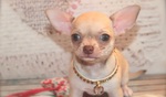 Chihuahuas cachorros en venta México 
